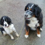 SANYO DIGITAL CAMERA